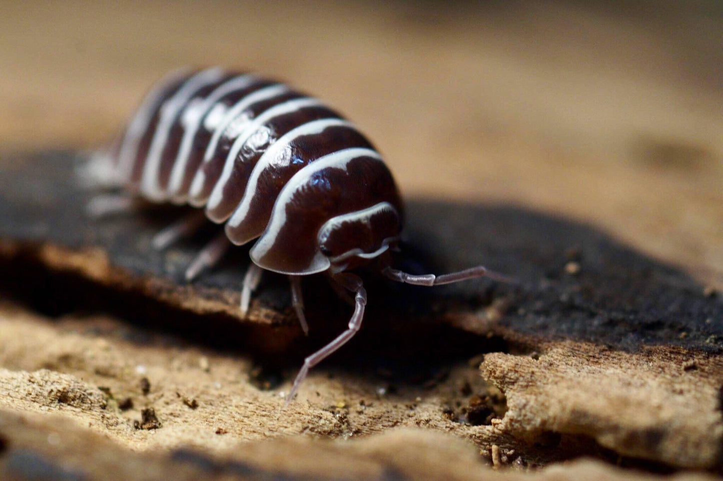 Zebra Isopods (Armadillidium maculatum) 20+ Count